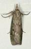 Aphomia sociella